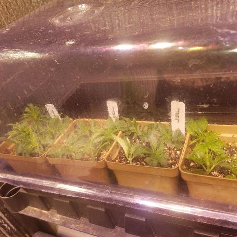 Alien lights Og growlog photo: Cuttings taken 11-17-19