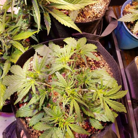 Alien lights Og growlog timeline photo