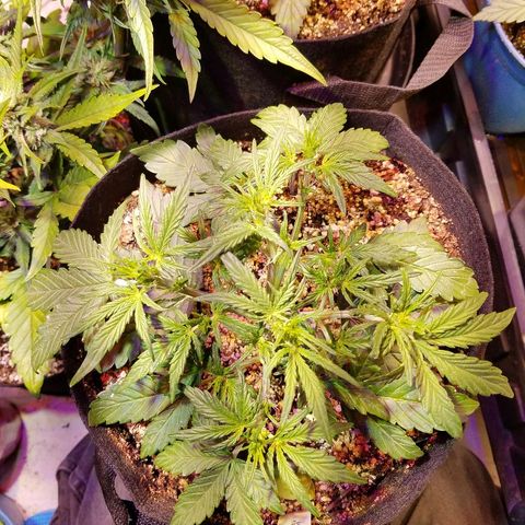 Alien lights Og growlog timeline photo