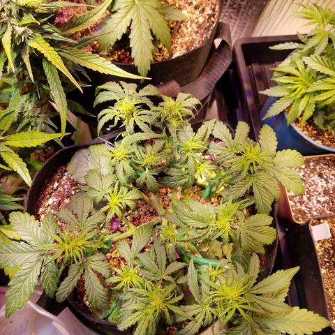 Alien lights Og growlog timeline photo