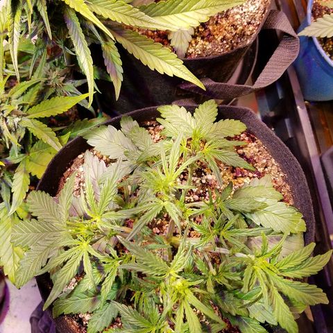 Alien lights Og growlog timeline photo