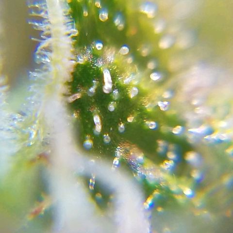 Bloody Skunk growlog timeline photo