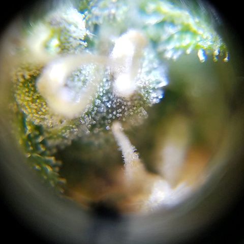 Bloody Skunk growlog timeline photo