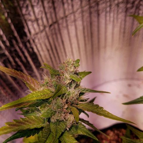 Bloody Skunk growlog timeline photo