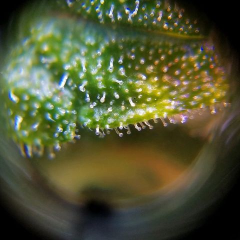 Bloody Skunk growlog timeline photo