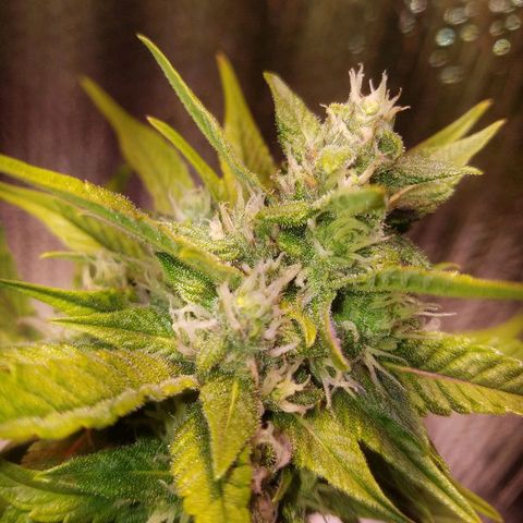 Bloody Skunk growlog timeline photo