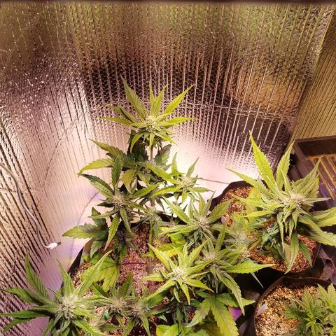 Bloody Skunk growlog timeline photo