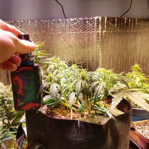 Bloody Skunk growlog timeline photo
