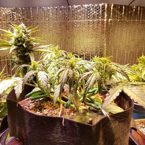 Bloody Skunk growlog timeline photo