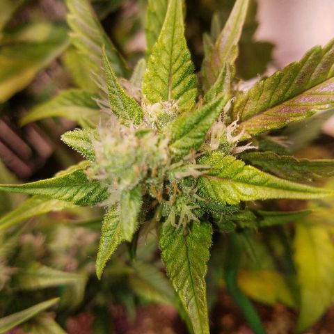 Bloody Skunk growlog timeline photo