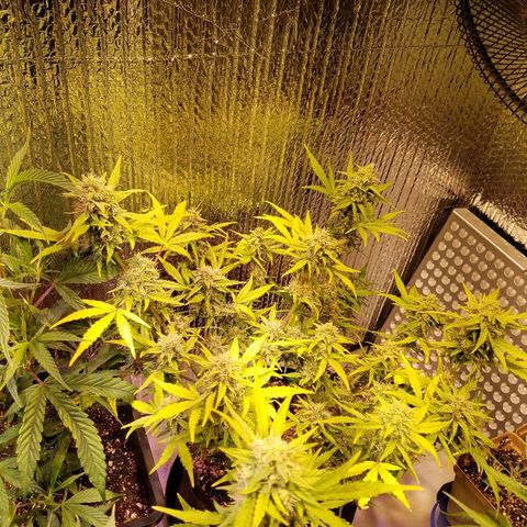 Alien lights Og growlog timeline photo