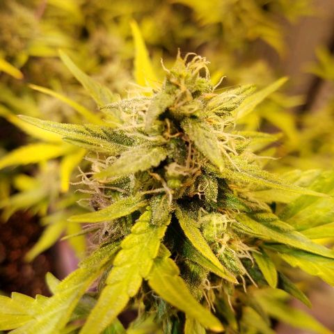 Alien lights Og growlog timeline photo