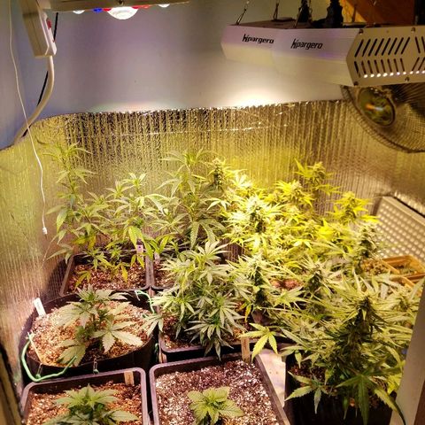 Alien lights Og growlog timeline photo