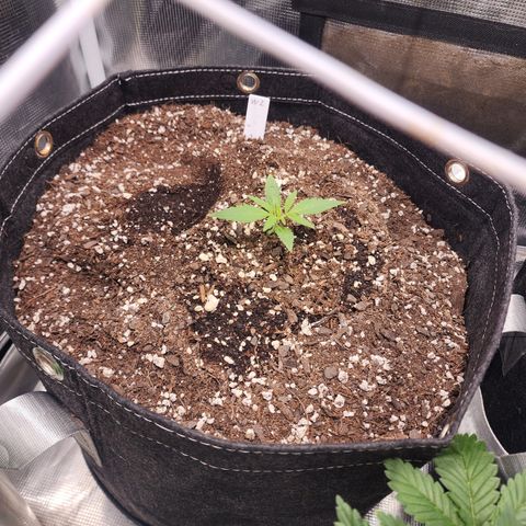 Watermelon Zkittlez growlog timeline photo
