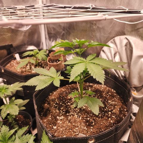 Wedding Cake growlog timeline photo
