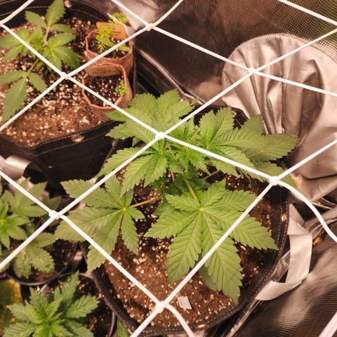 Wedding Cake growlog timeline photo