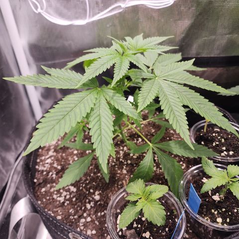 Watermelon Zkittlez growlog timeline photo