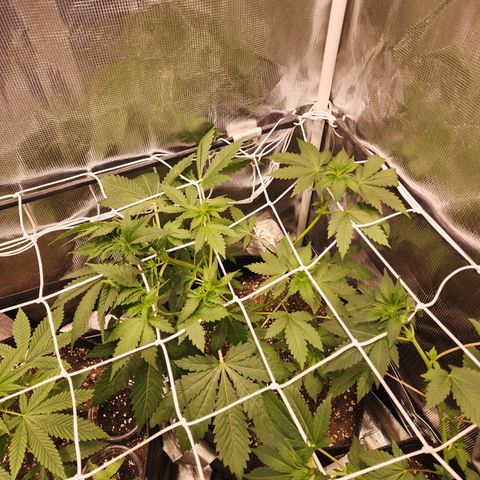 Runtz growlog timeline photo