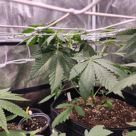 Runtz growlog timeline photo