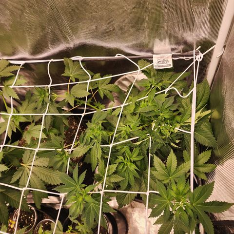 Wedding Cake growlog timeline photo
