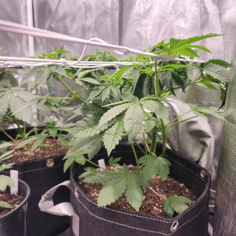 Wedding Cake growlog timeline photo