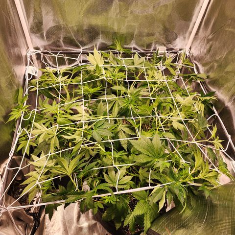 Wedding Cake growlog timeline photo