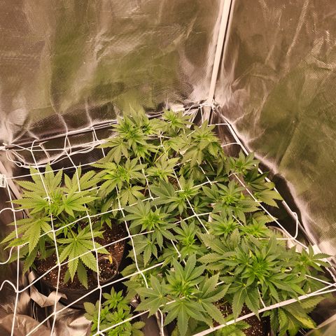 Wedding Cake growlog timeline photo