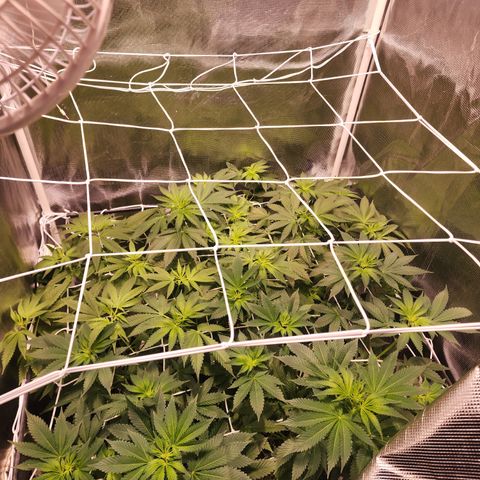 Watermelon Zkittlez growlog timeline photo