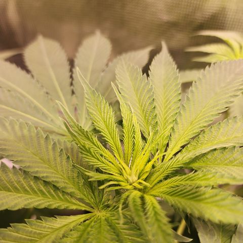 Runtz growlog timeline photo