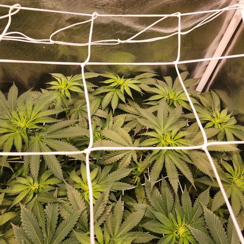 Runtz growlog timeline photo