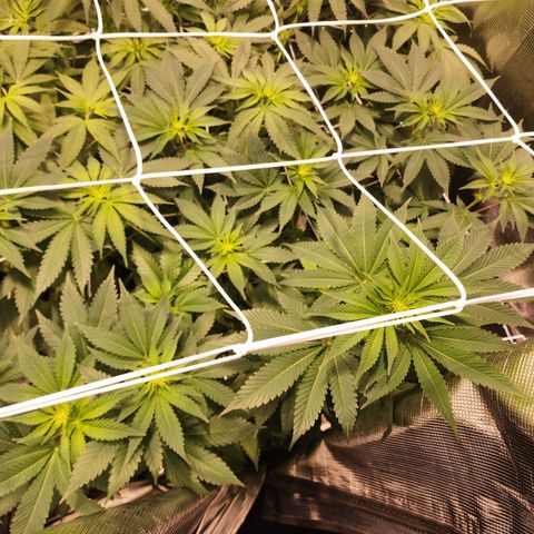 Wedding Cake growlog timeline photo