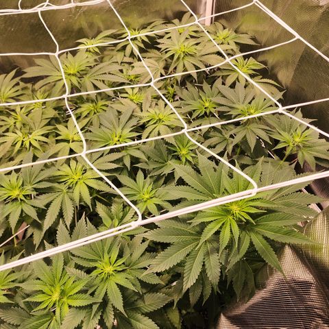 Wedding Cake growlog timeline photo