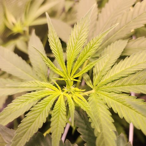 Watermelon Zkittlez growlog timeline photo