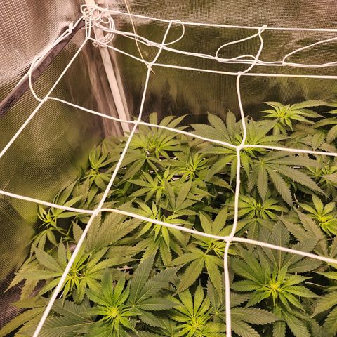 Watermelon Zkittlez growlog timeline photo