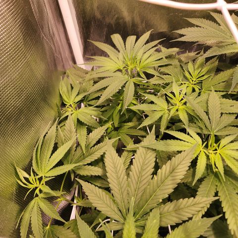 Watermelon Zkittlez growlog timeline photo