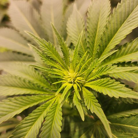 Wedding Cake growlog timeline photo