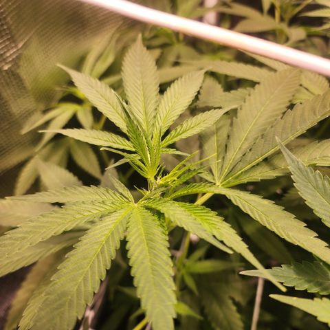Watermelon Zkittlez growlog timeline photo