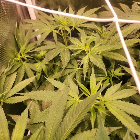 Watermelon Zkittlez growlog timeline photo