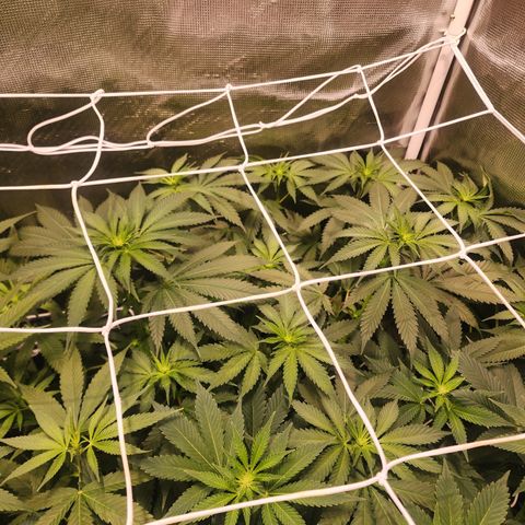 Runtz growlog timeline photo