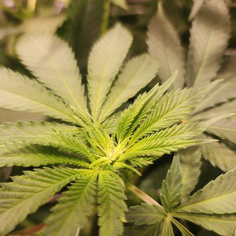 Runtz growlog timeline photo