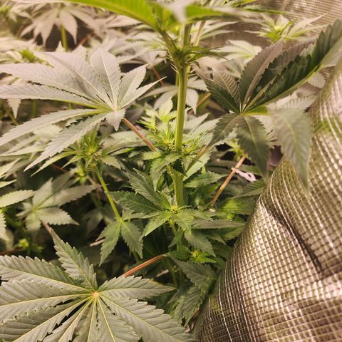 Wedding Cake growlog timeline photo