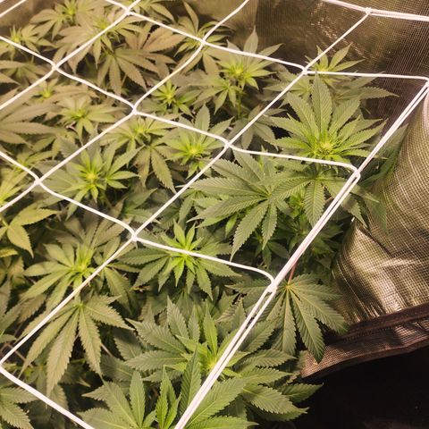 Wedding Cake growlog timeline photo