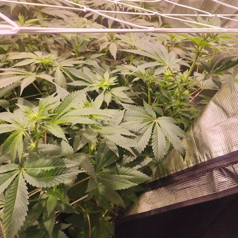Wedding Cake growlog timeline photo