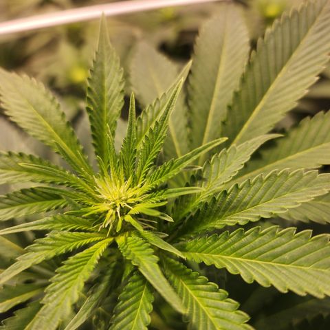 Wedding Cake growlog timeline photo