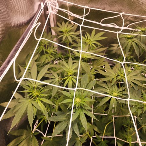 Watermelon Zkittlez growlog timeline photo