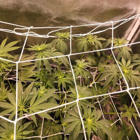 Runtz growlog timeline photo
