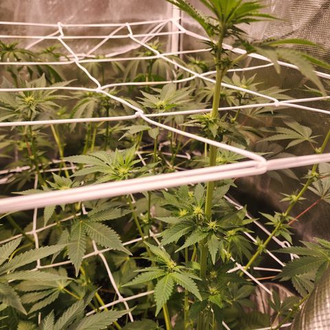 Wedding Cake growlog timeline photo