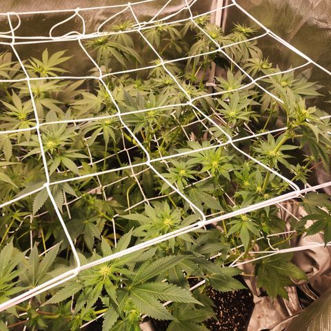 Wedding Cake growlog timeline photo