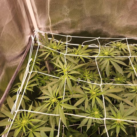 Watermelon Zkittlez growlog timeline photo
