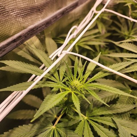 Watermelon Zkittlez growlog timeline photo